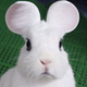 A rabbit with rounded ears. (Screenshot: YouTube)